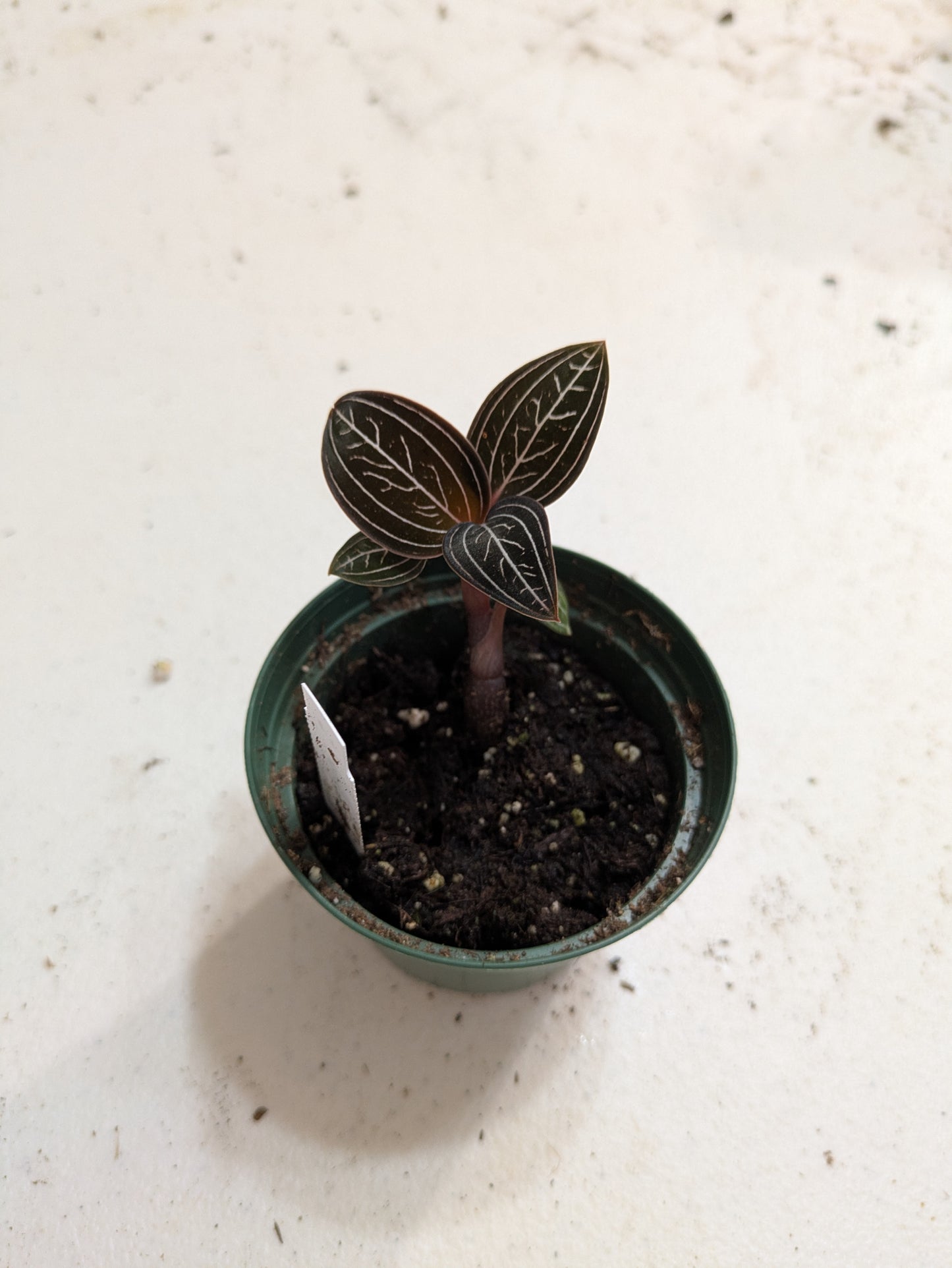 Jewel Orchid Ludisia Discolor 'Jewelyana' 3"