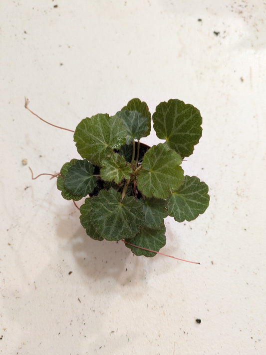Strawberry Begonia Saxifraga Stolonifera 2"