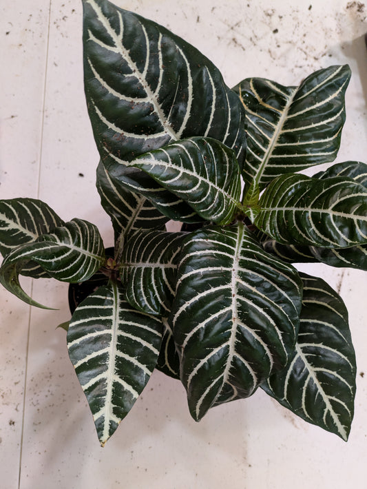 Aphelandra Zebra Plant 4"
