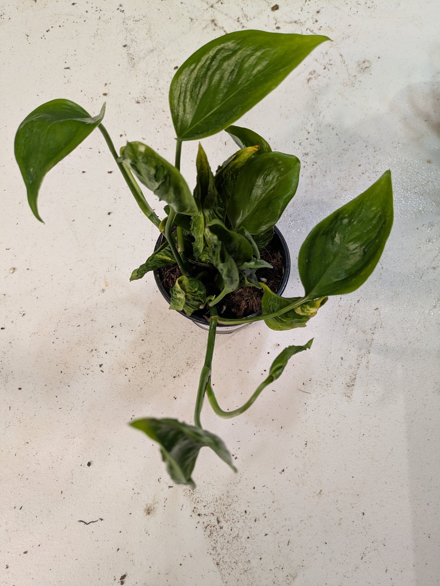 Epipremnum Aureum Pothos 'Shangri La' 4"