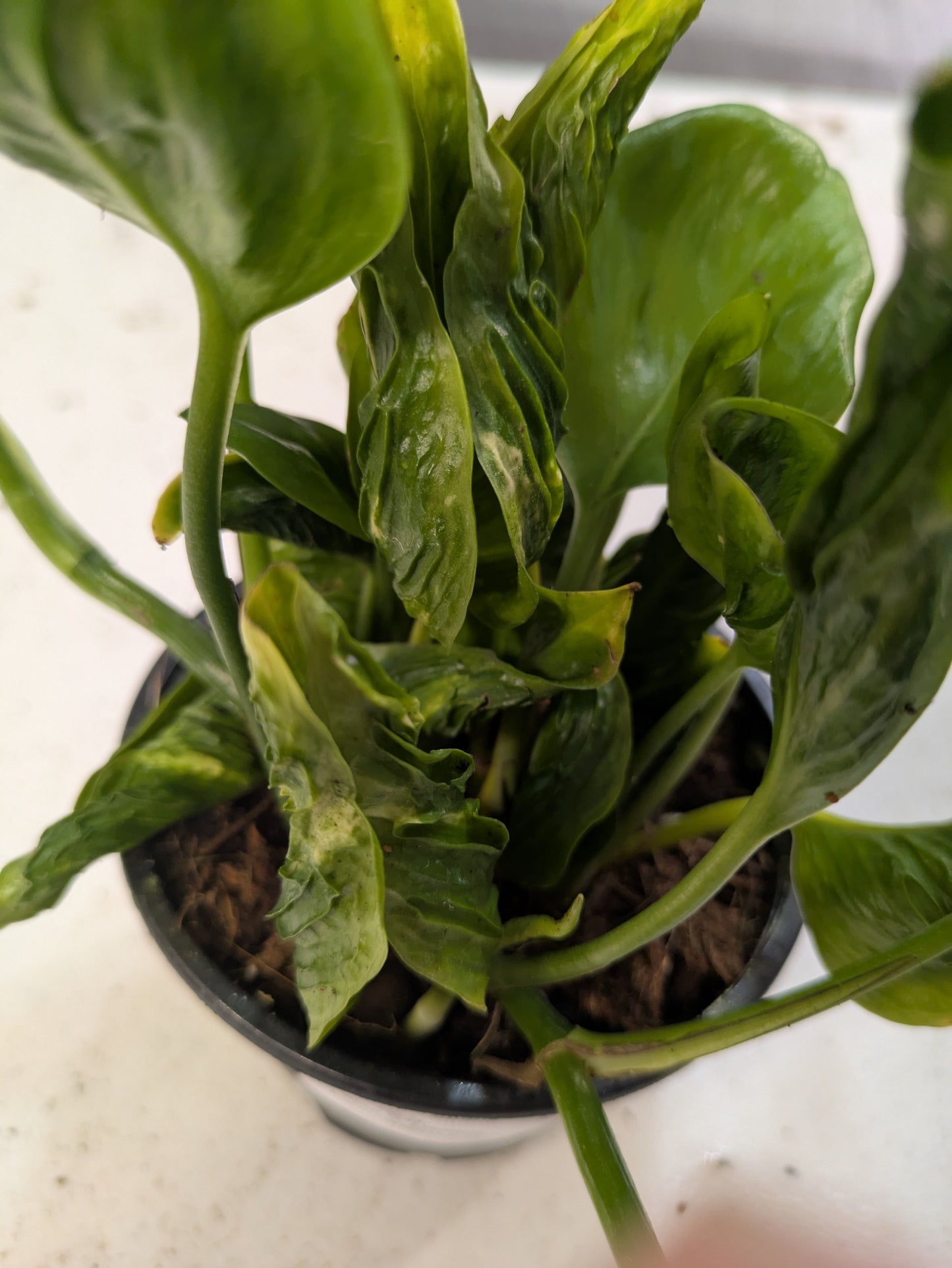 Epipremnum Aureum Pothos 'Shangri La' 4"