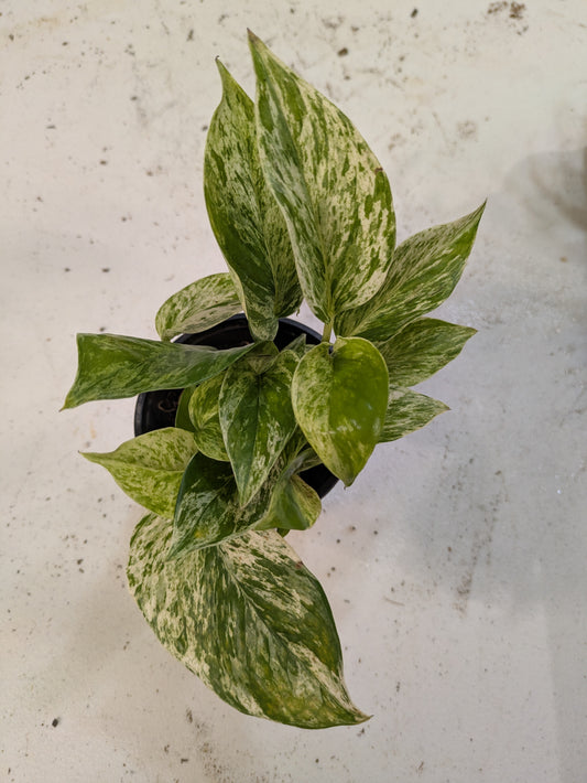 Epipremnum Aureum Pothos 'Marble Queen' 4"