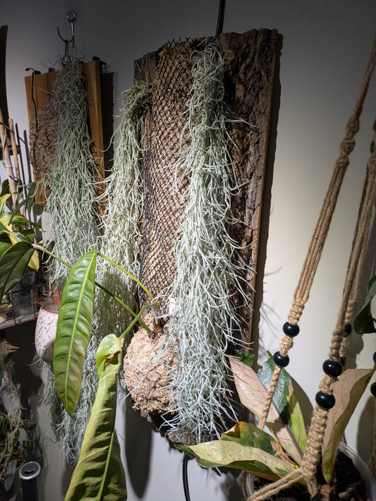 Colombian Silver Spanish Moss 'Tillandsia Usneoides' Clump