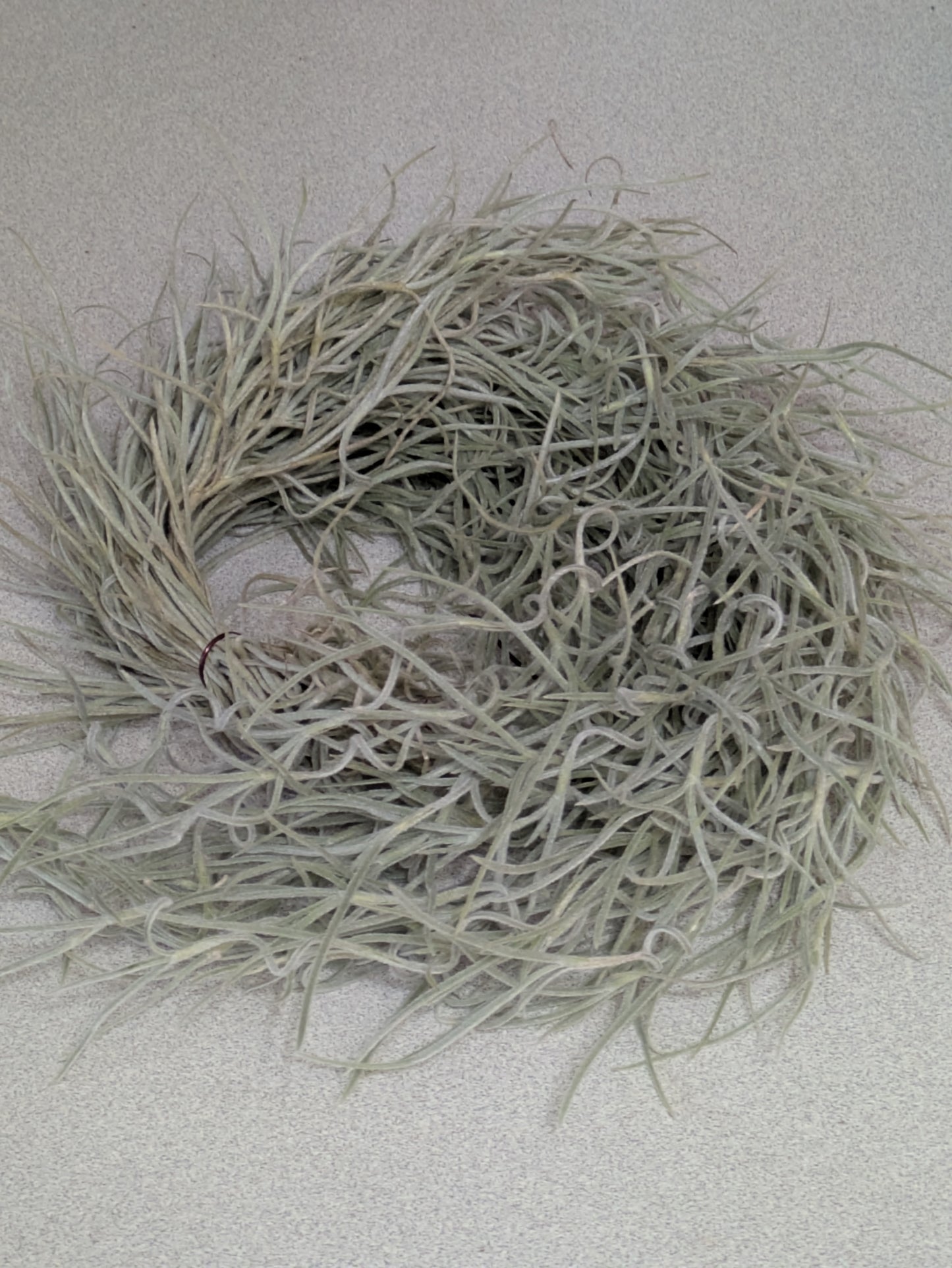 Colombian Silver Spanish Moss 'Tillandsia Usneoides' Clump