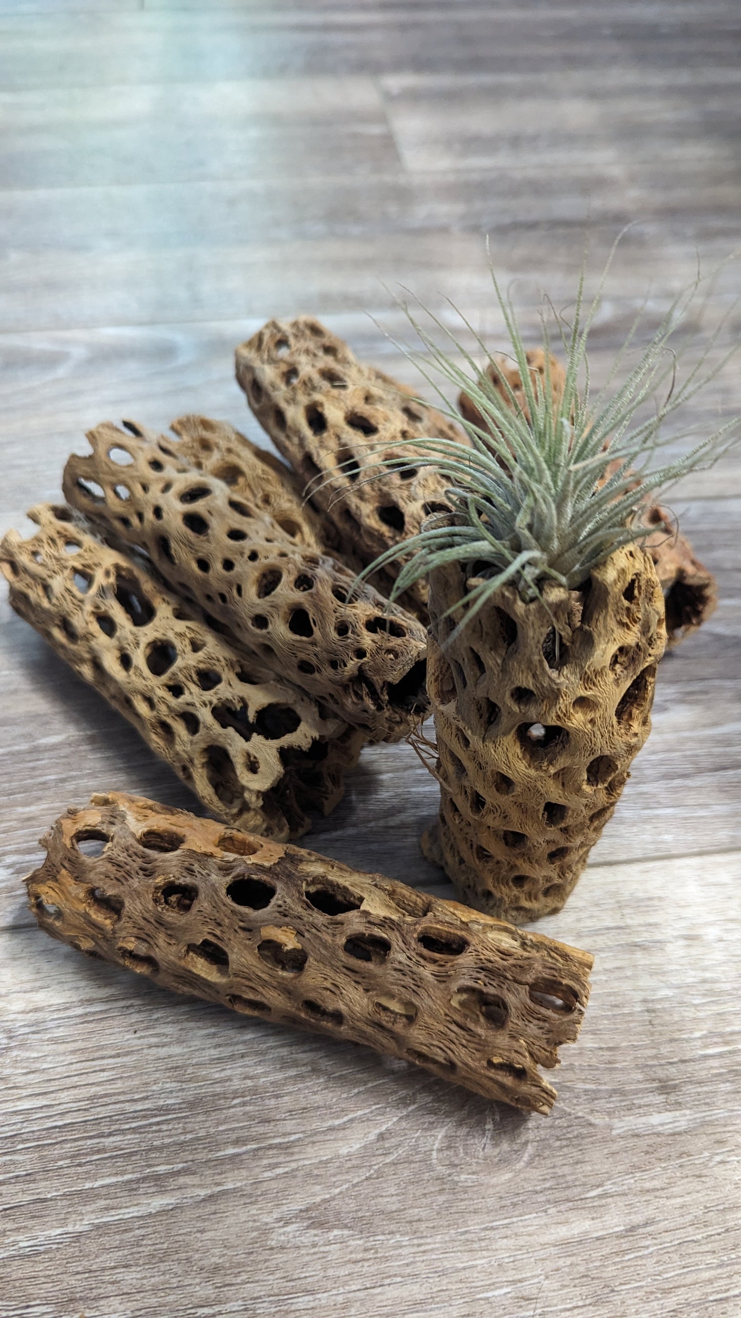 Cholla Wood Airplant Plant Display 6" Size