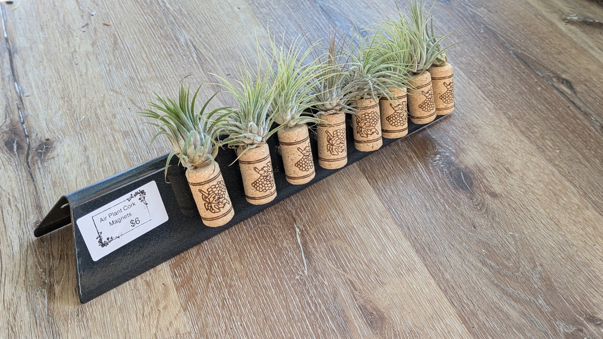 wine cork air plant Living Tillandsia Air Plant Cork Magnet