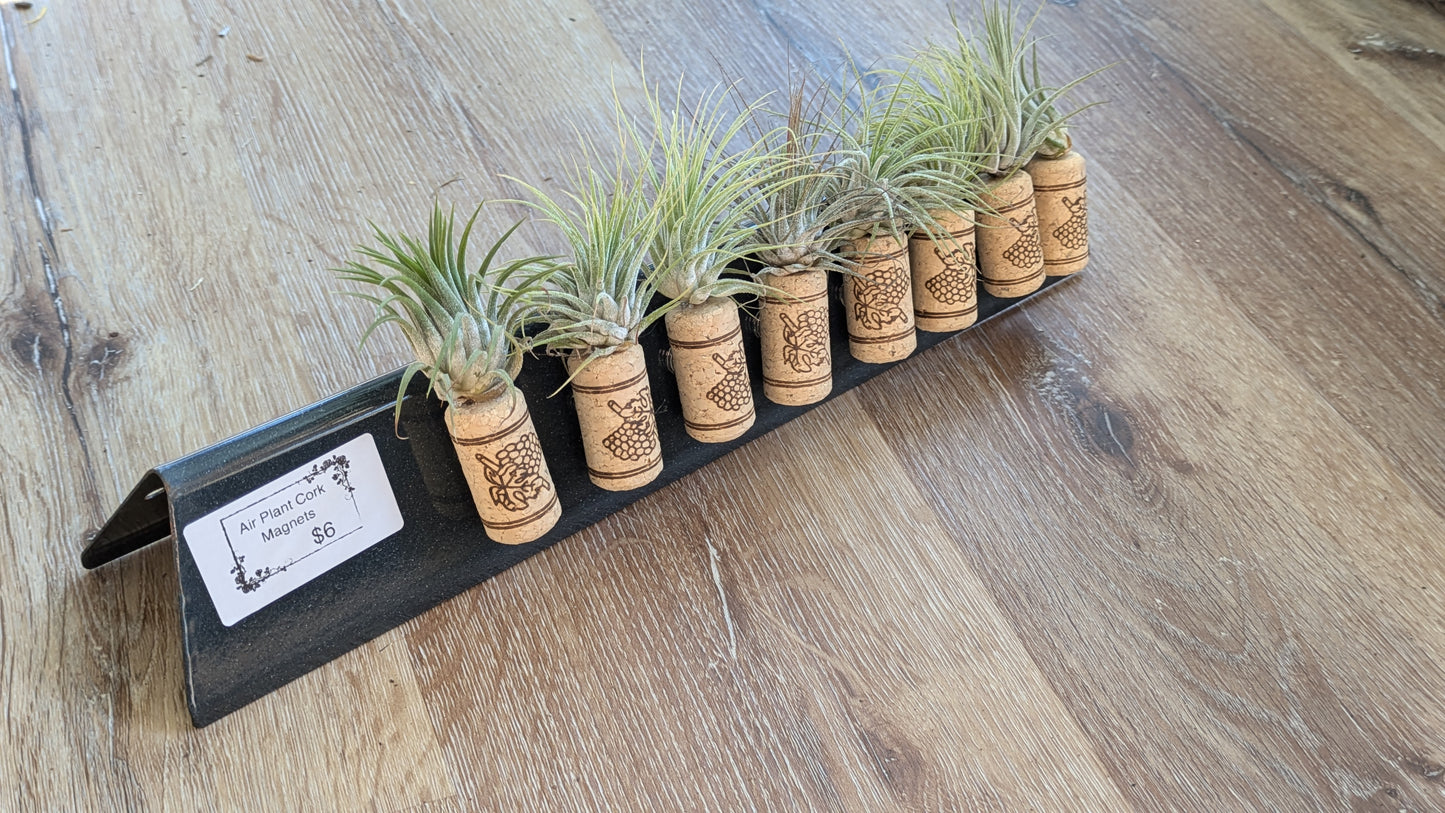 Living Tillandsia Air Plant Cork Magnet