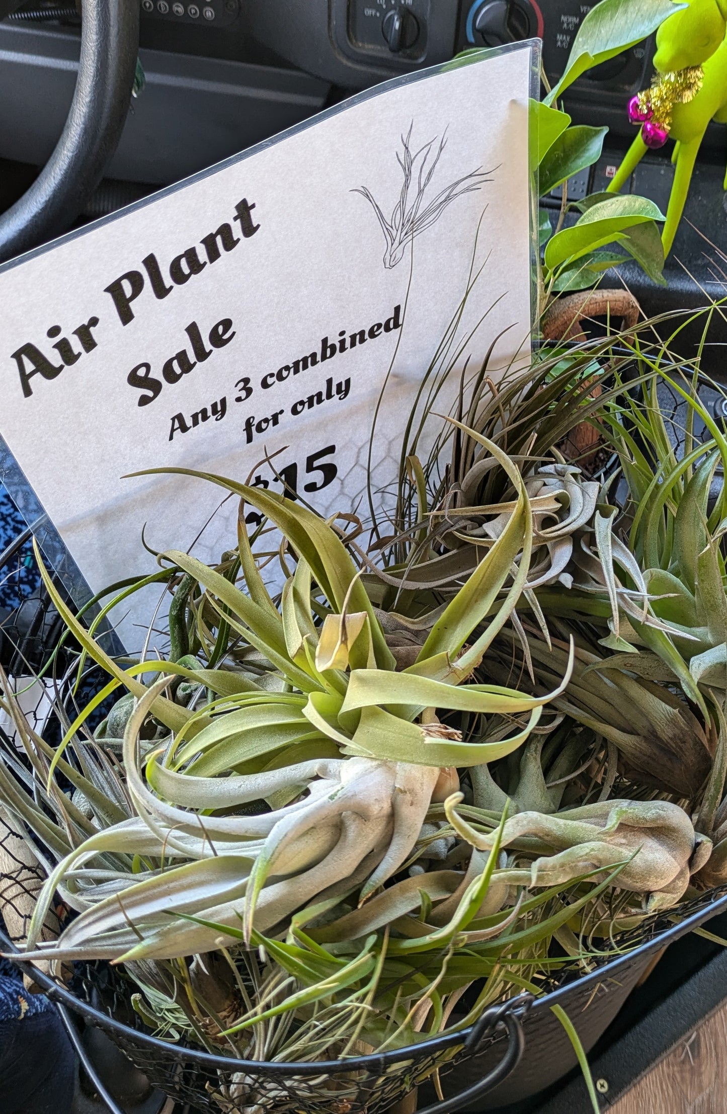 Mixed Medium and Large Tillandsia Air Plants 3 for $15