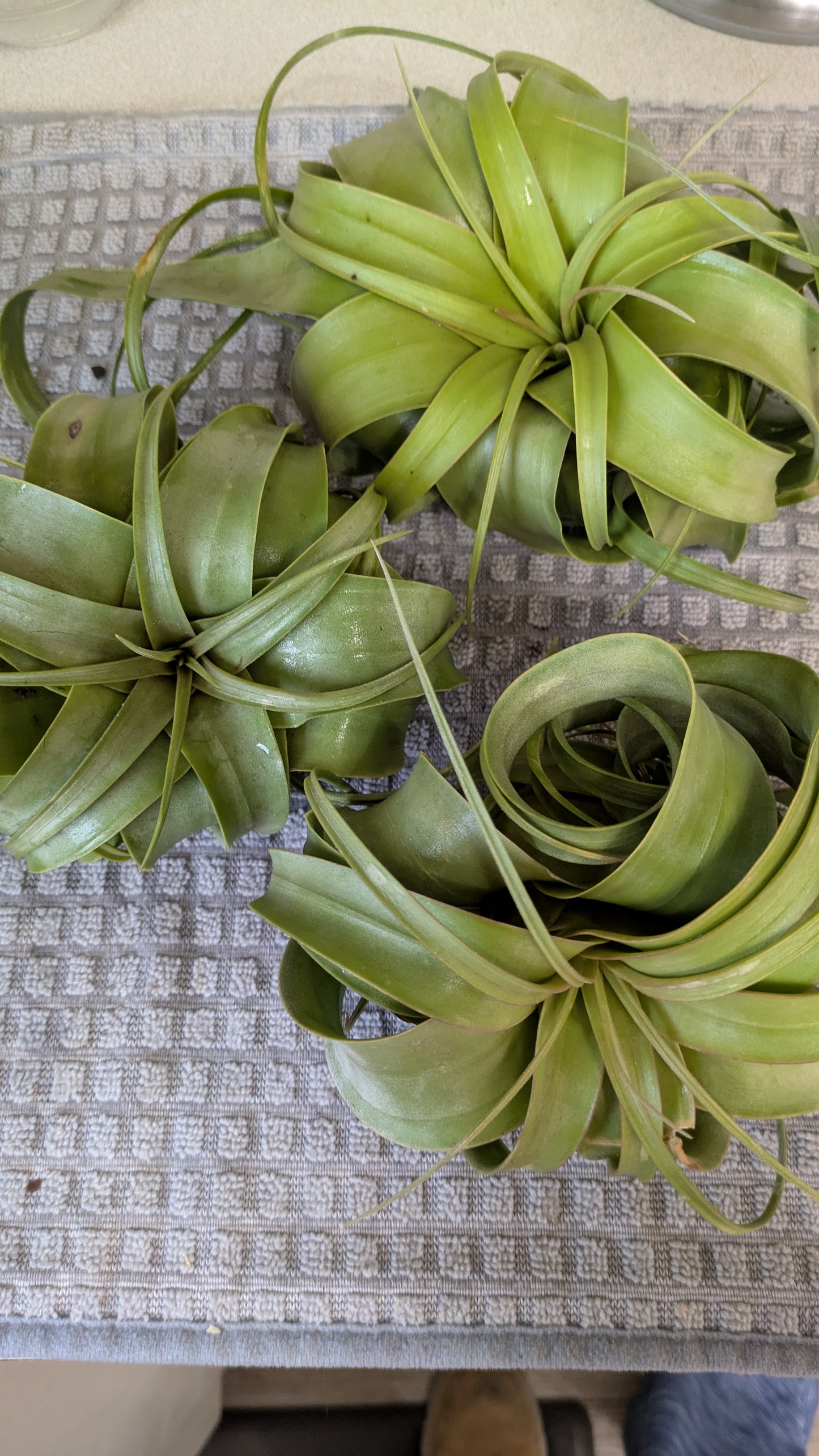 Tillandsia Xerographica Air Plant Large