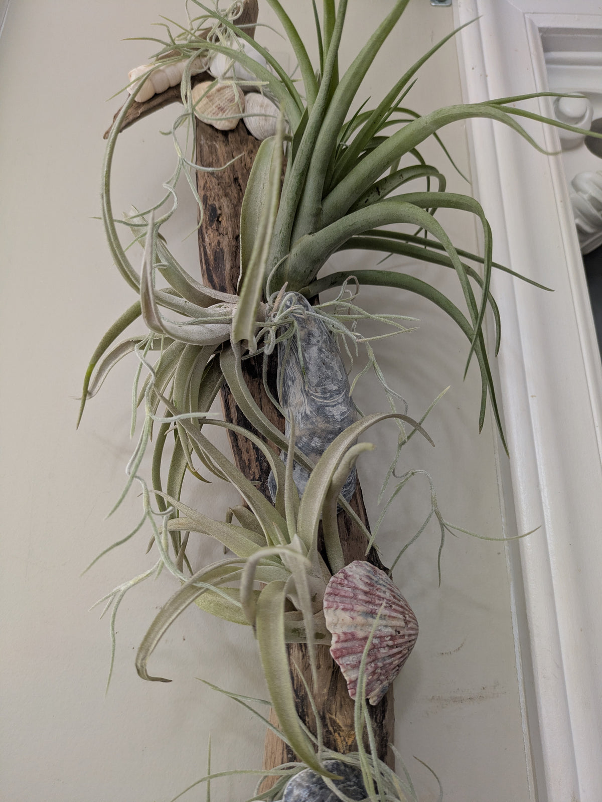 Unique Driftwood Seashell Air Plant Tillandsia Display Art 14+"