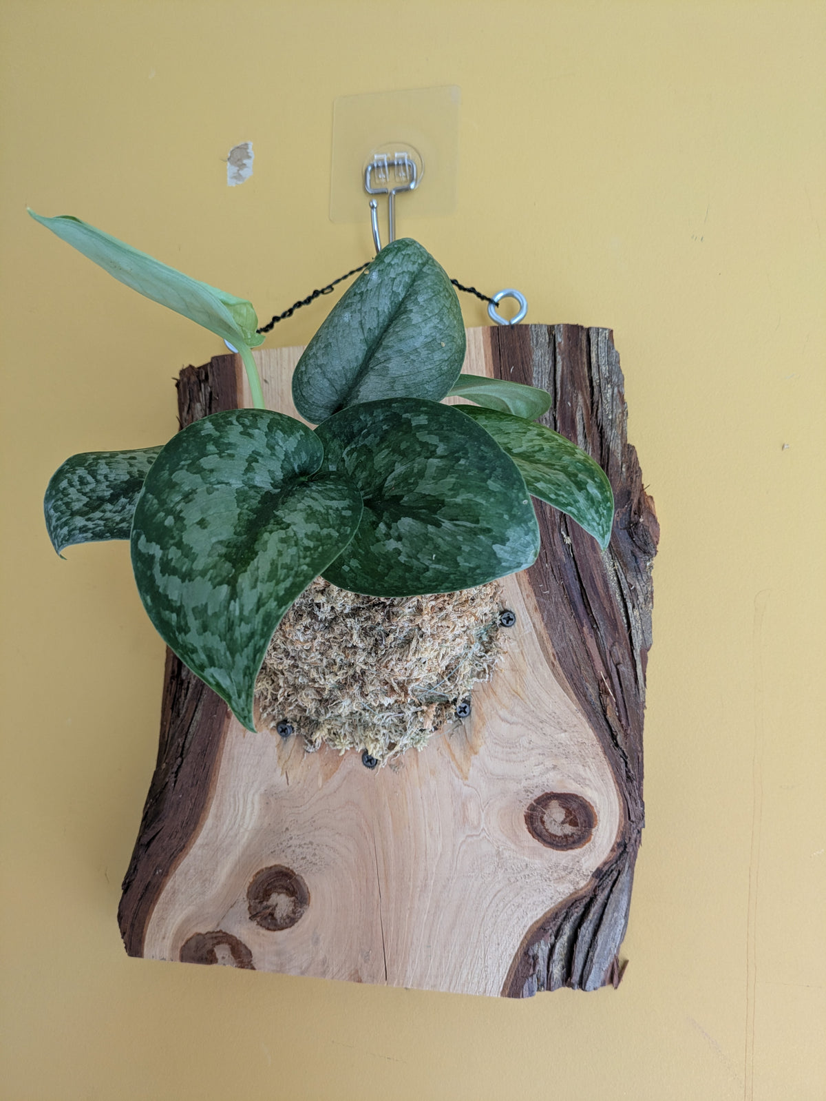 Scinapsus Exotica Mounted on White Oak Board