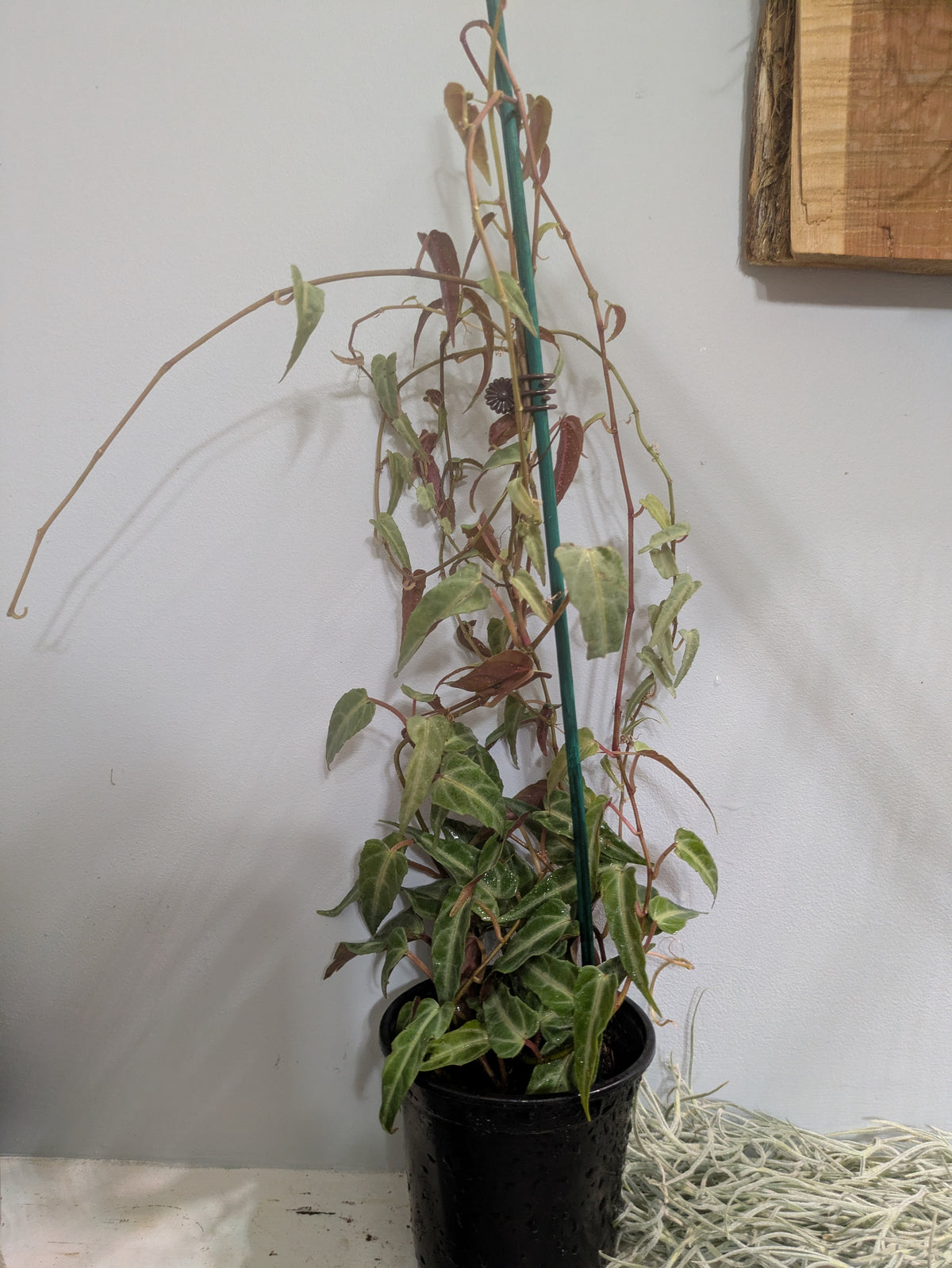 Cissus Amazonica Jungle Vine aka. Begonia Vine 4" Full