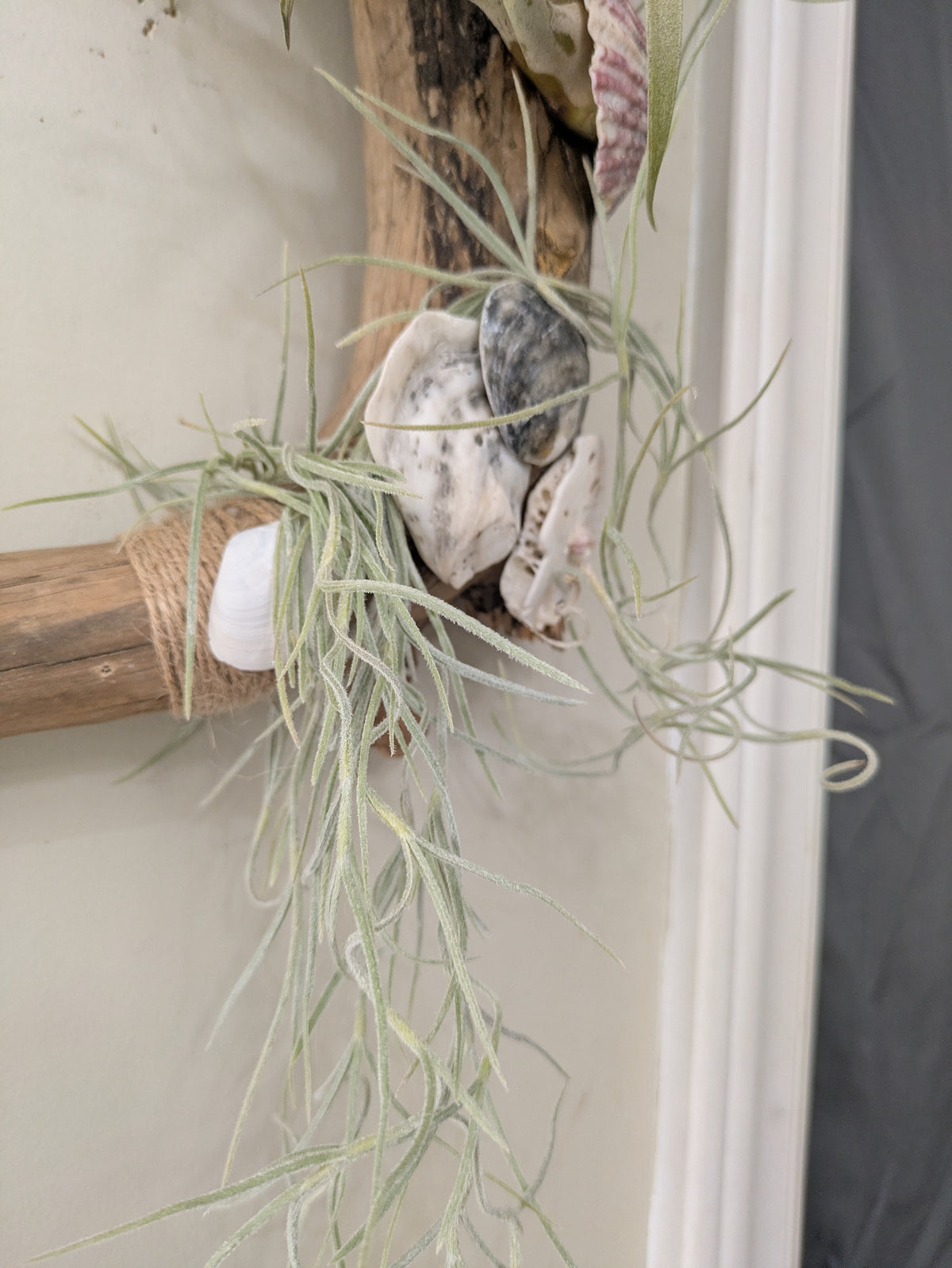 Unique Driftwood Seashell Air Plant Tillandsia Display Art 14+"