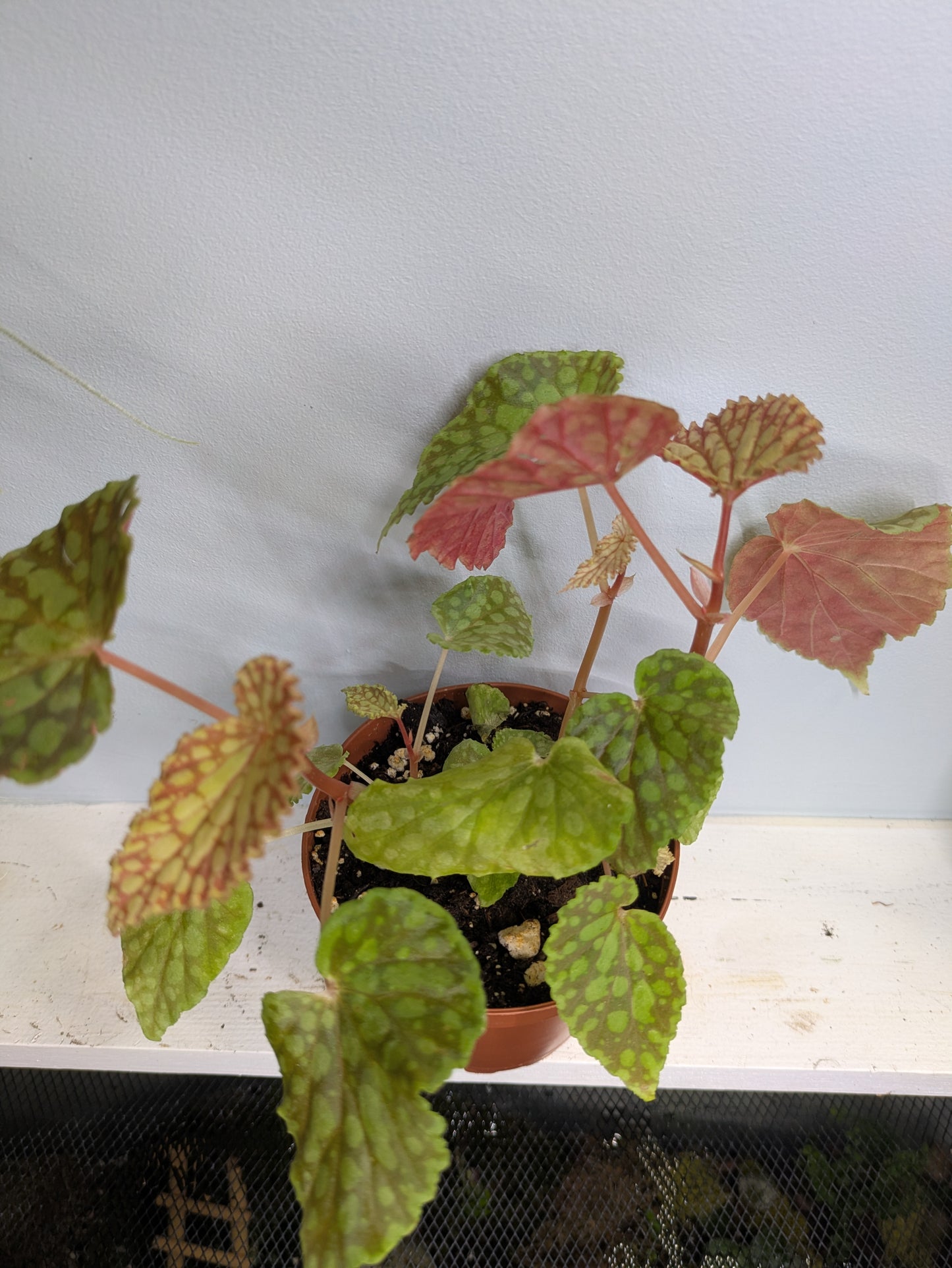 Begonia Chlorosticta Red Form Terrarium Plant 4"