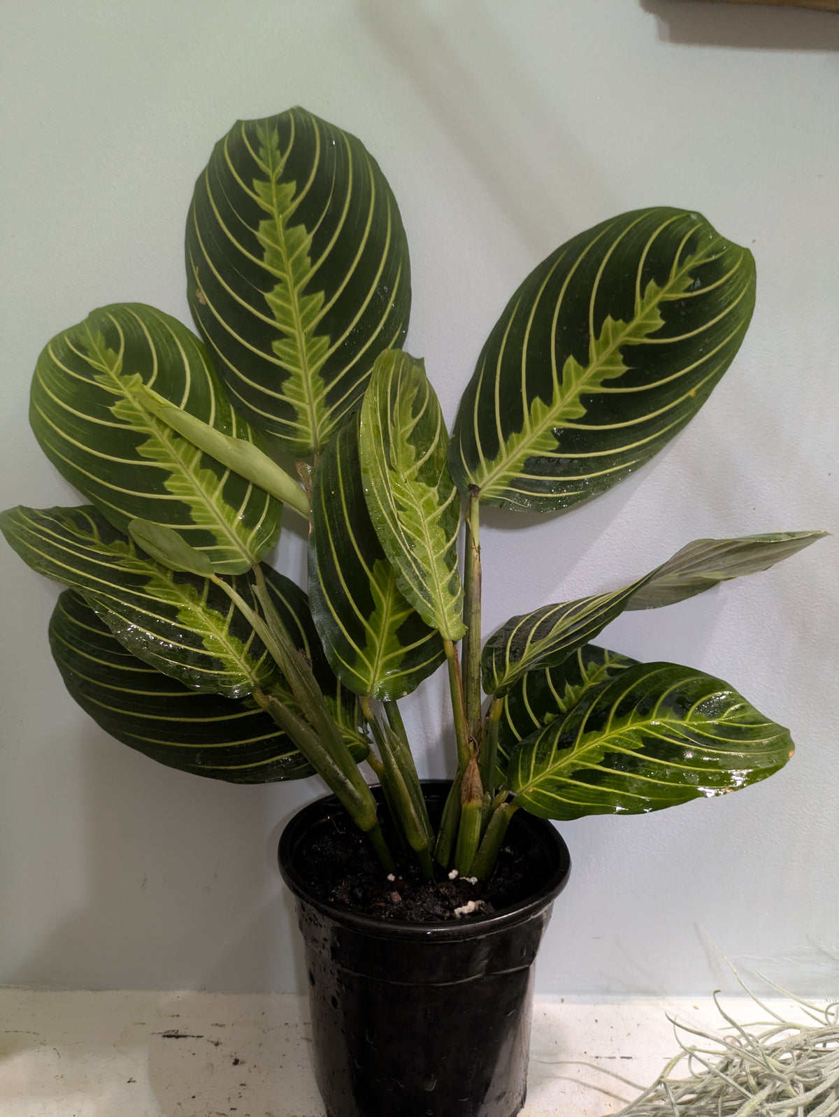 Prayer Plant Lemon Lime Maranta leuconeura 4"