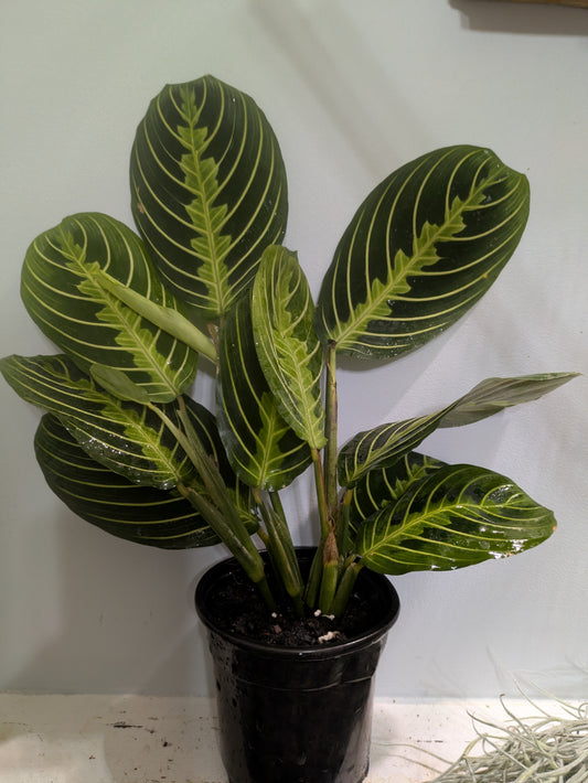 Prayer Plant Lemon Lime Maranta leuconeura 4"
