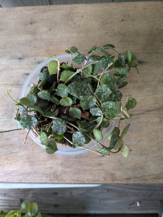 Hoya Curtisii 4" Full