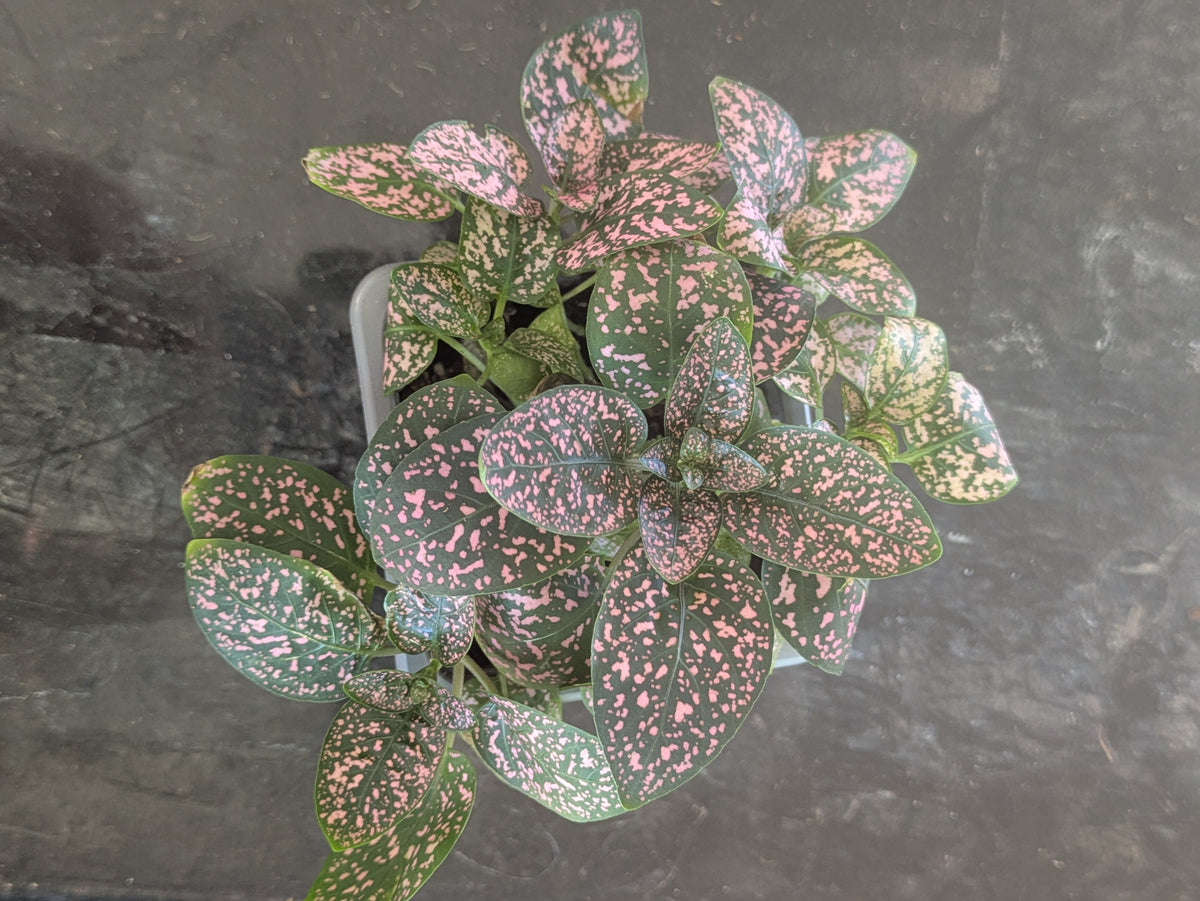 Pink Polkadot Plant Hypoestes phyllostachya