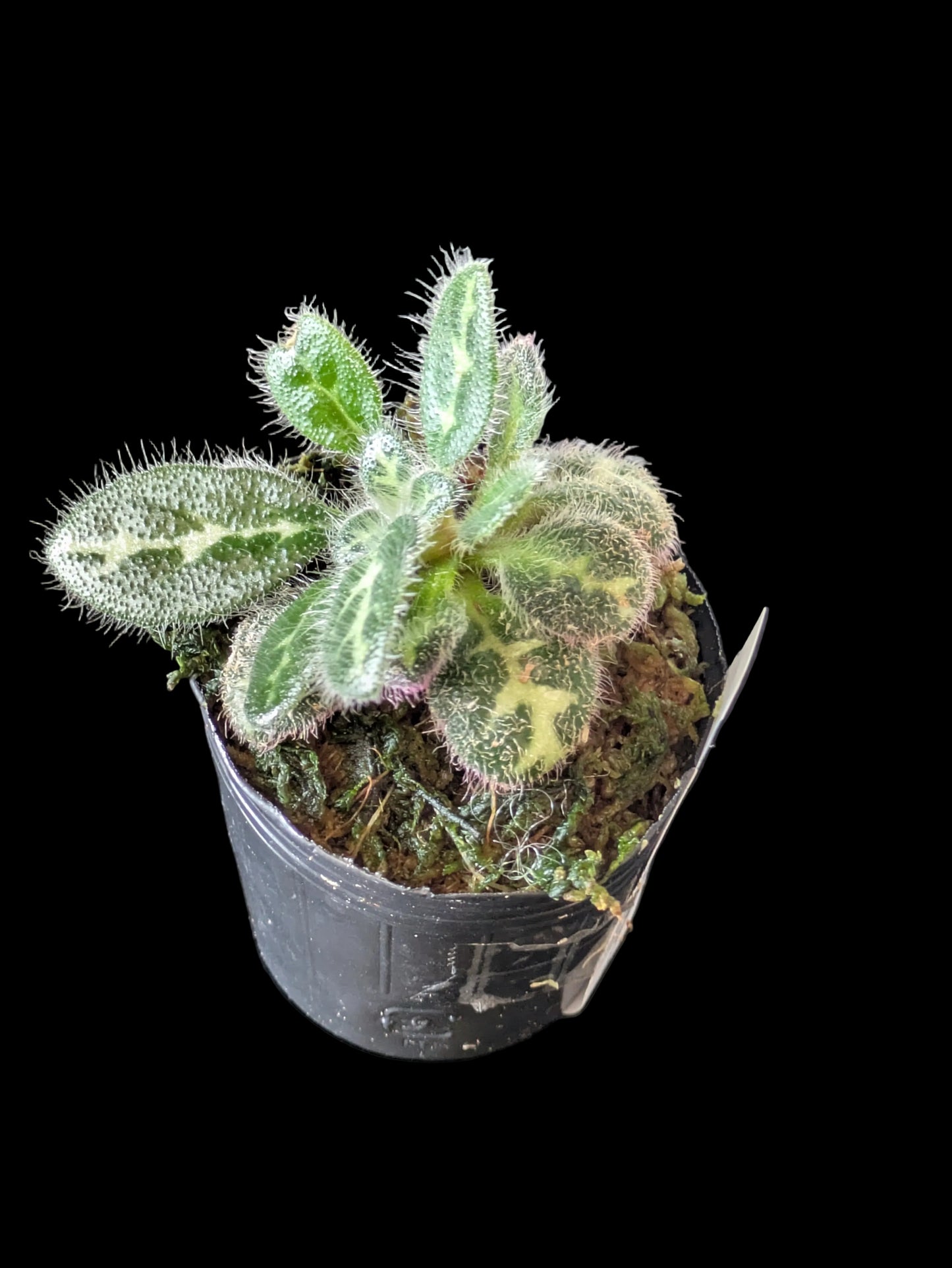 Primulina Sinovietnamica Purple 2"