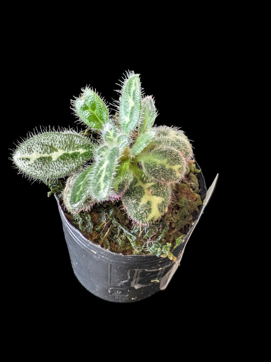 Primulina Sinovietnamica Purple 2"