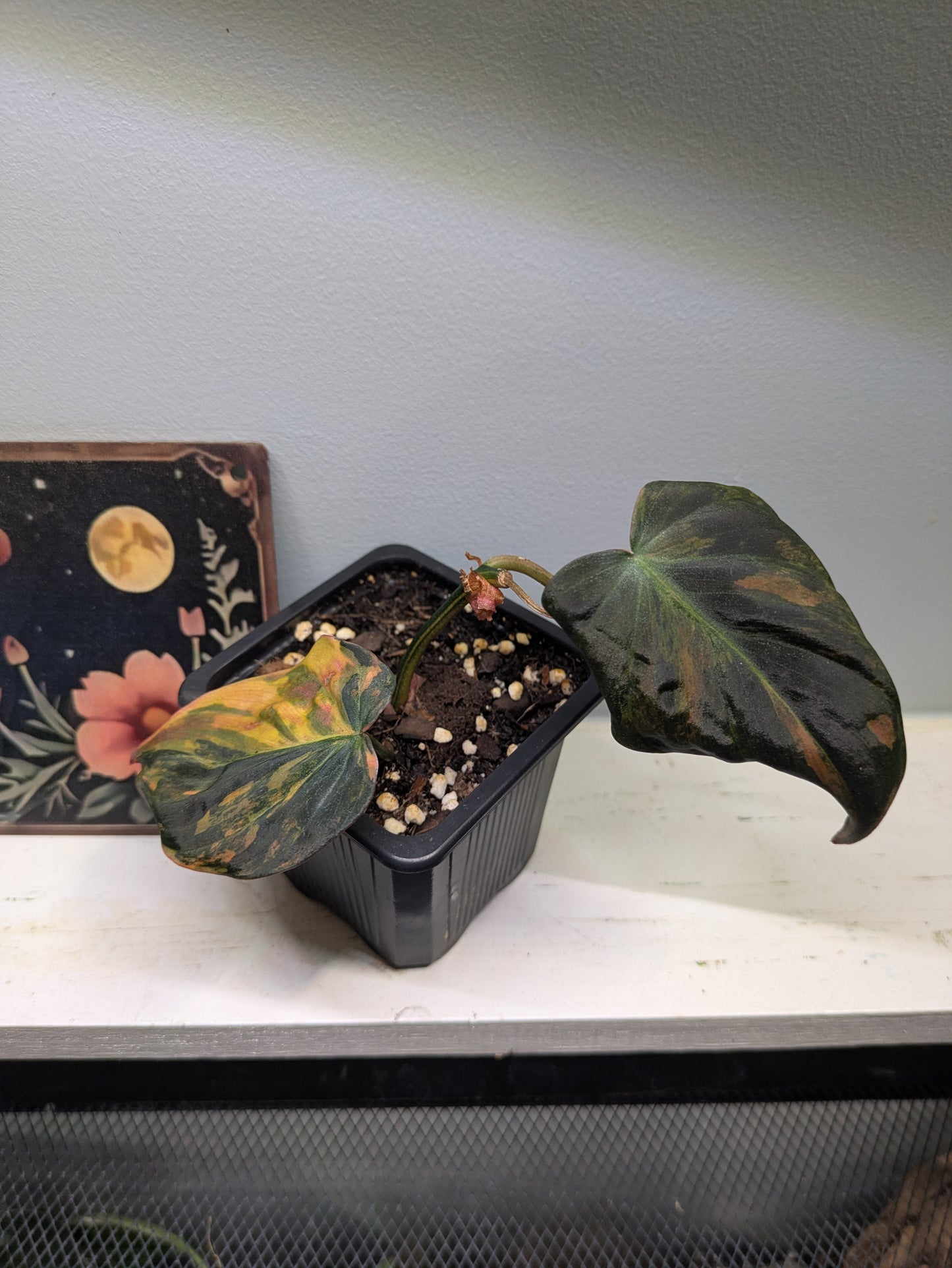 Philodendron melanochrysum variegated 3"