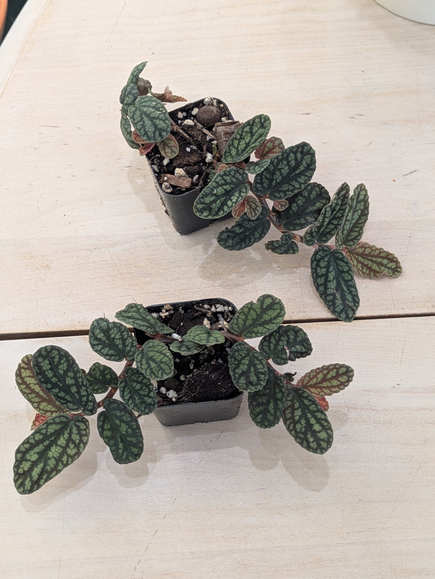 Polynesian Ivy Pulchra 3"