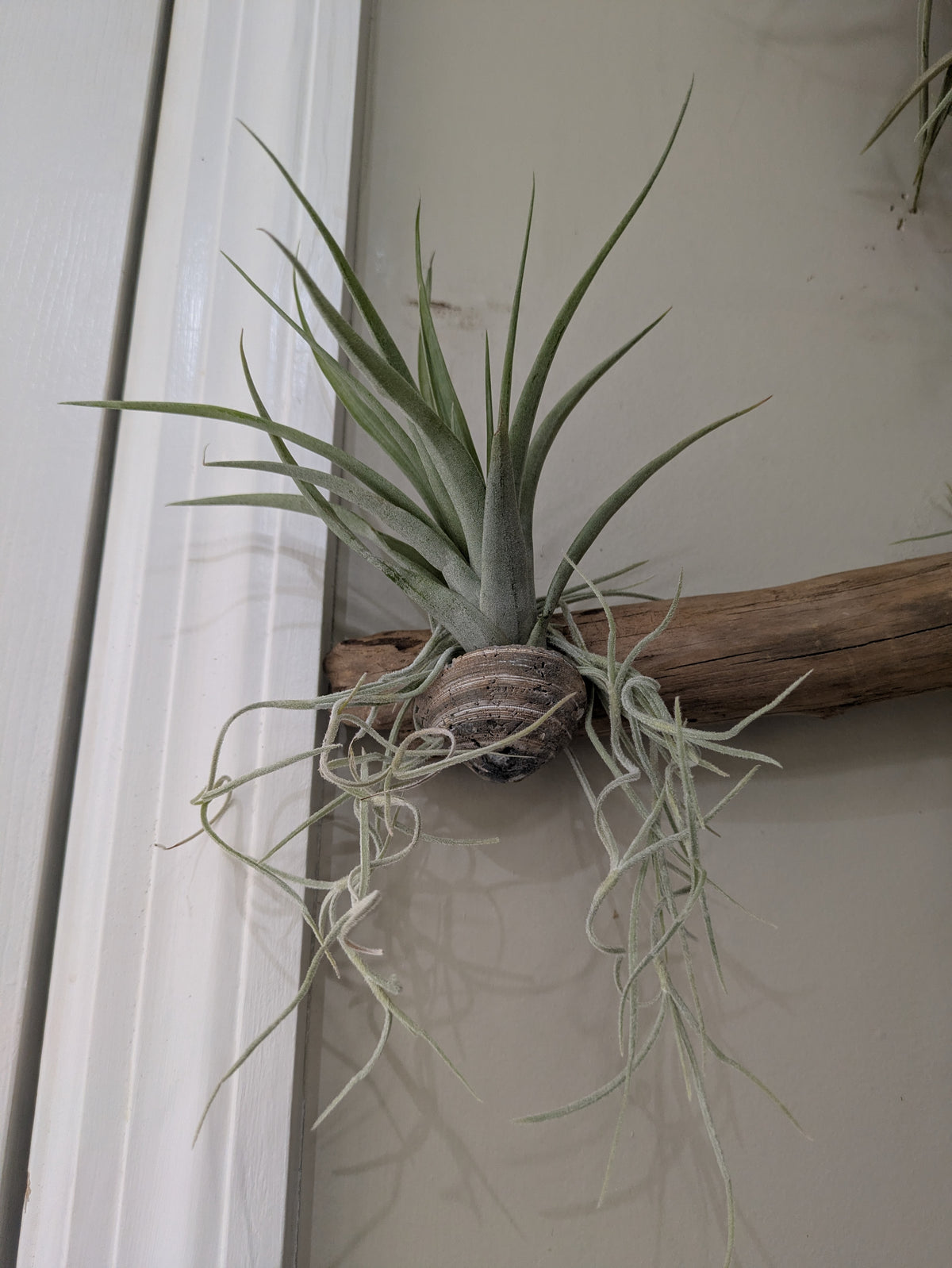Unique Driftwood Seashell Air Plant Tillandsia Display Art 14+"