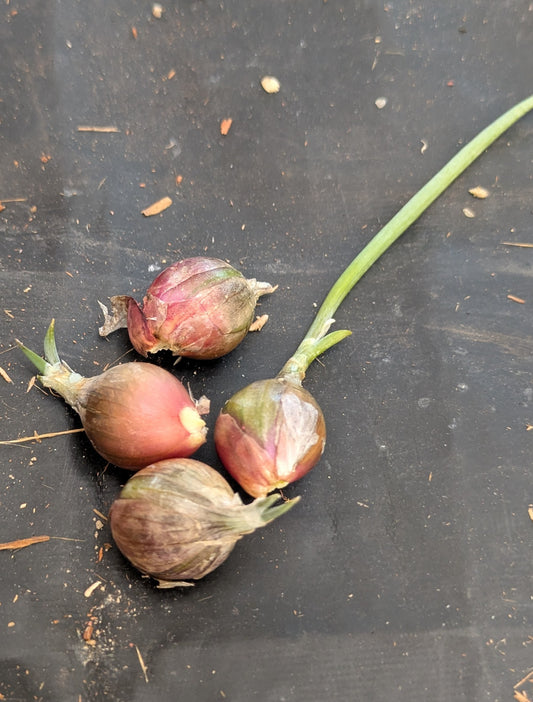 Egyptian Walking Onion Bulbs (4 pack)