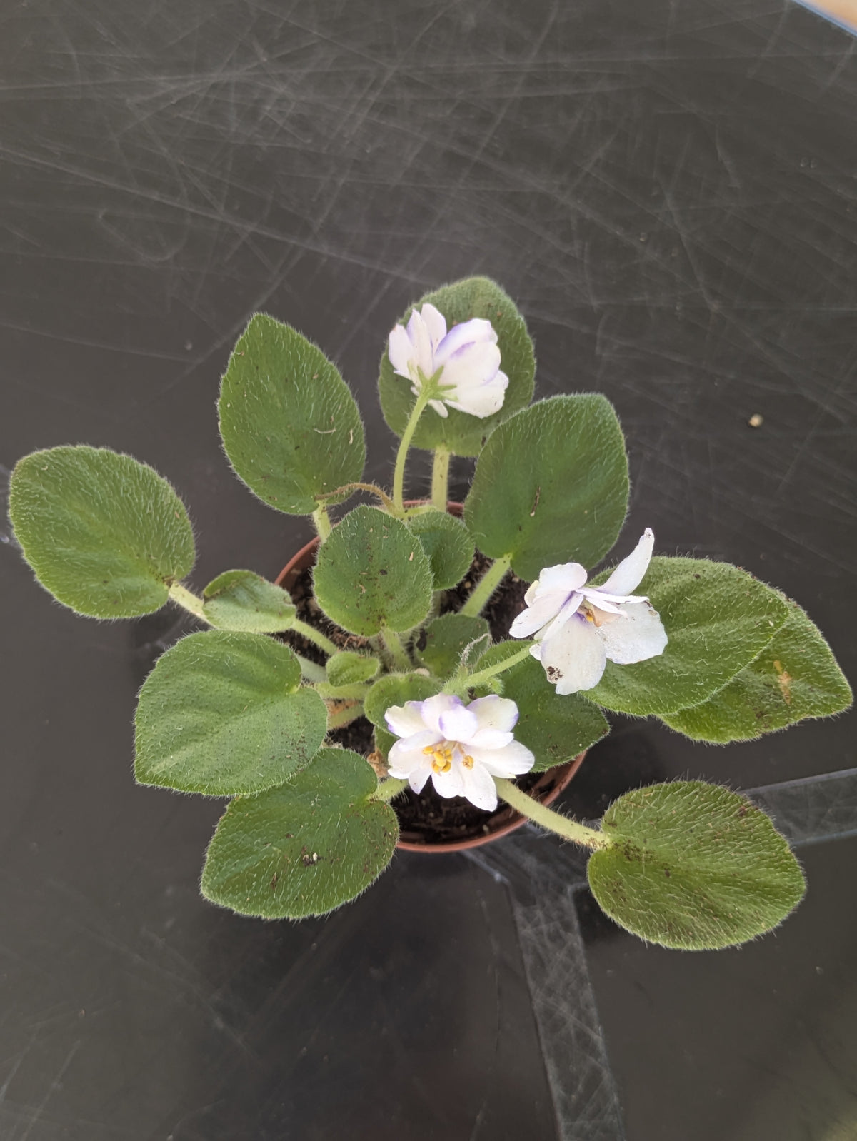 Mini African Violet Rob's Loose Noodle Rare 2"