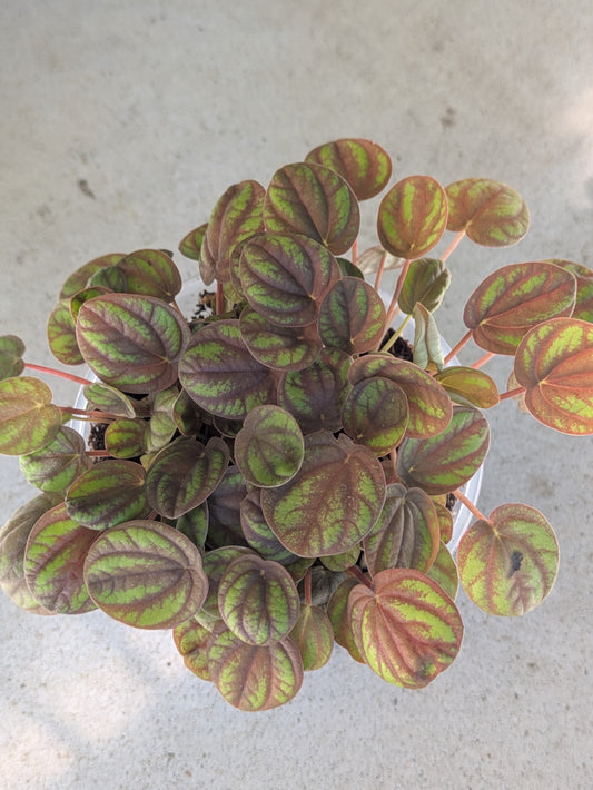 Peperomia Peppermill 4"