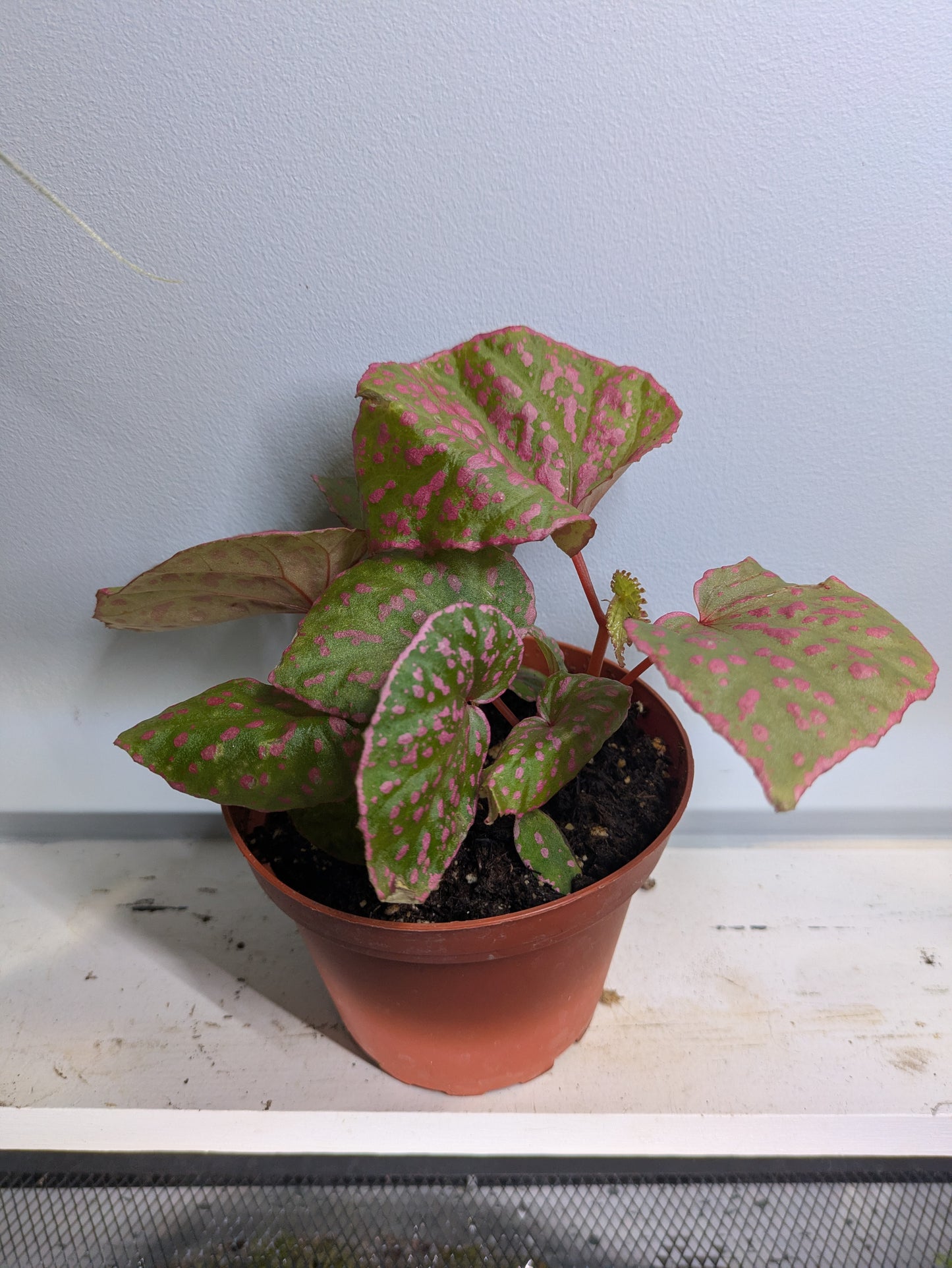 Begonia Roseopunctata Pink Polkadot Rare 4"