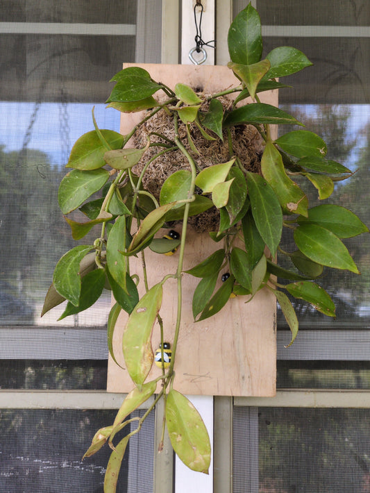 Hoya Sunrise Mounted on Reclaimed Maple