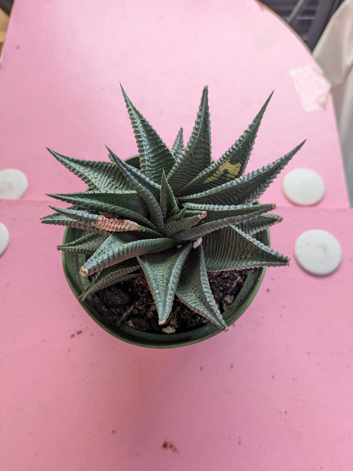 Haworthia Limifolia Twister 4"