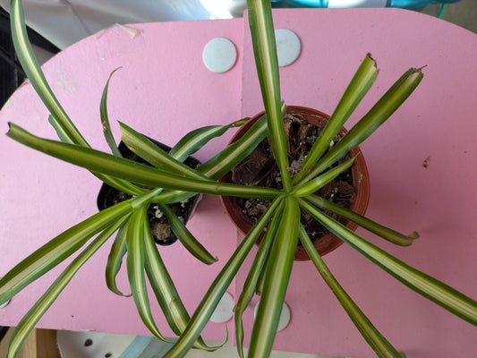 Inner Variegated Spider Plant 3"
