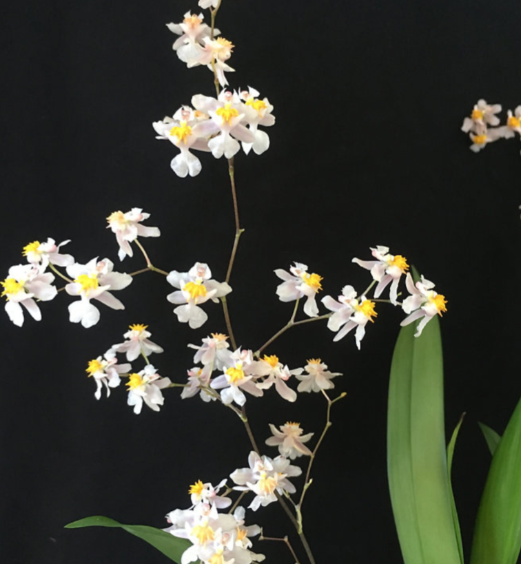 Orchid Oncidium Tsiku Marguerite 3" Starter