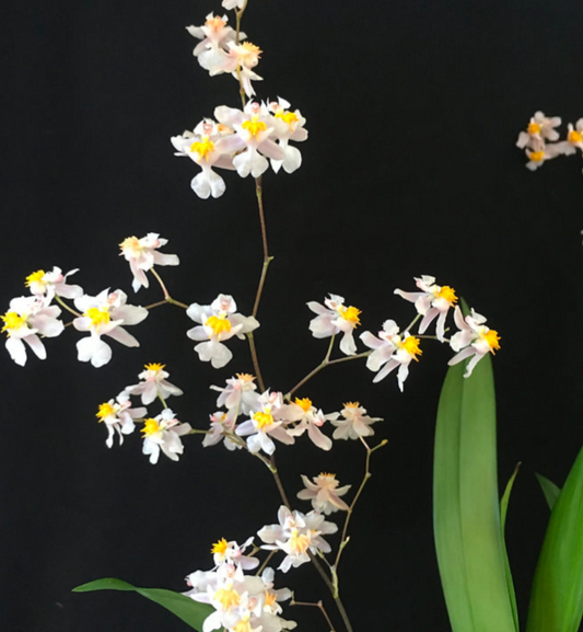 Orchid Oncidium Tsiku Marguerite 3" Starter