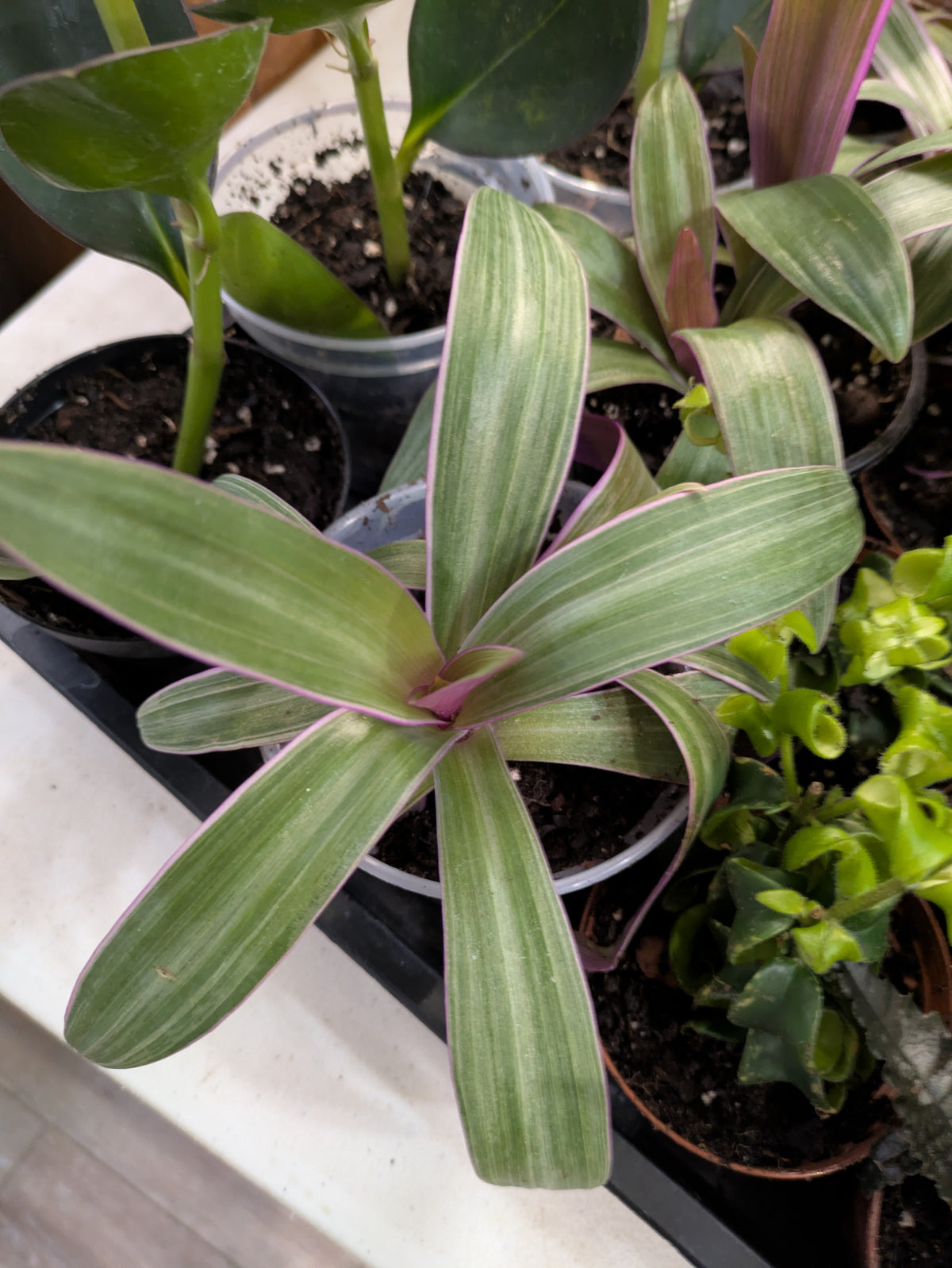 Tradescantia Spathaea Rhoeo Tricolor 4"