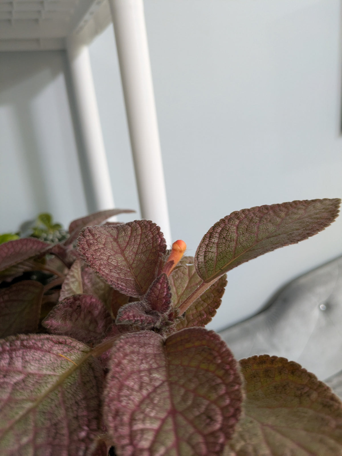 Episcia strawberry mist flame Violet 4"