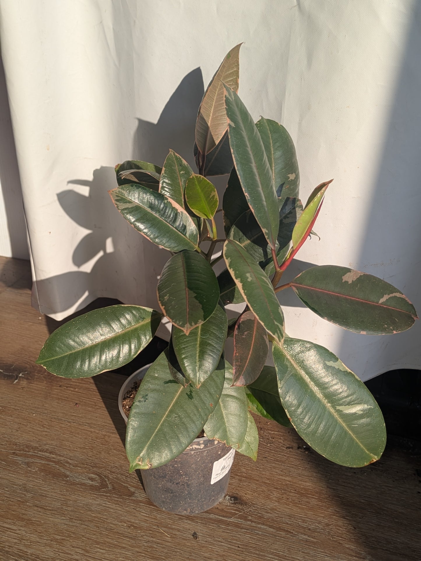 Ficus Ruby Tricolor Variegated 6"
