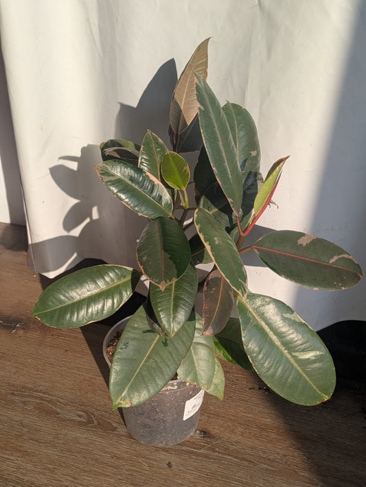 Ficus Ruby Tricolor Variegated 6"
