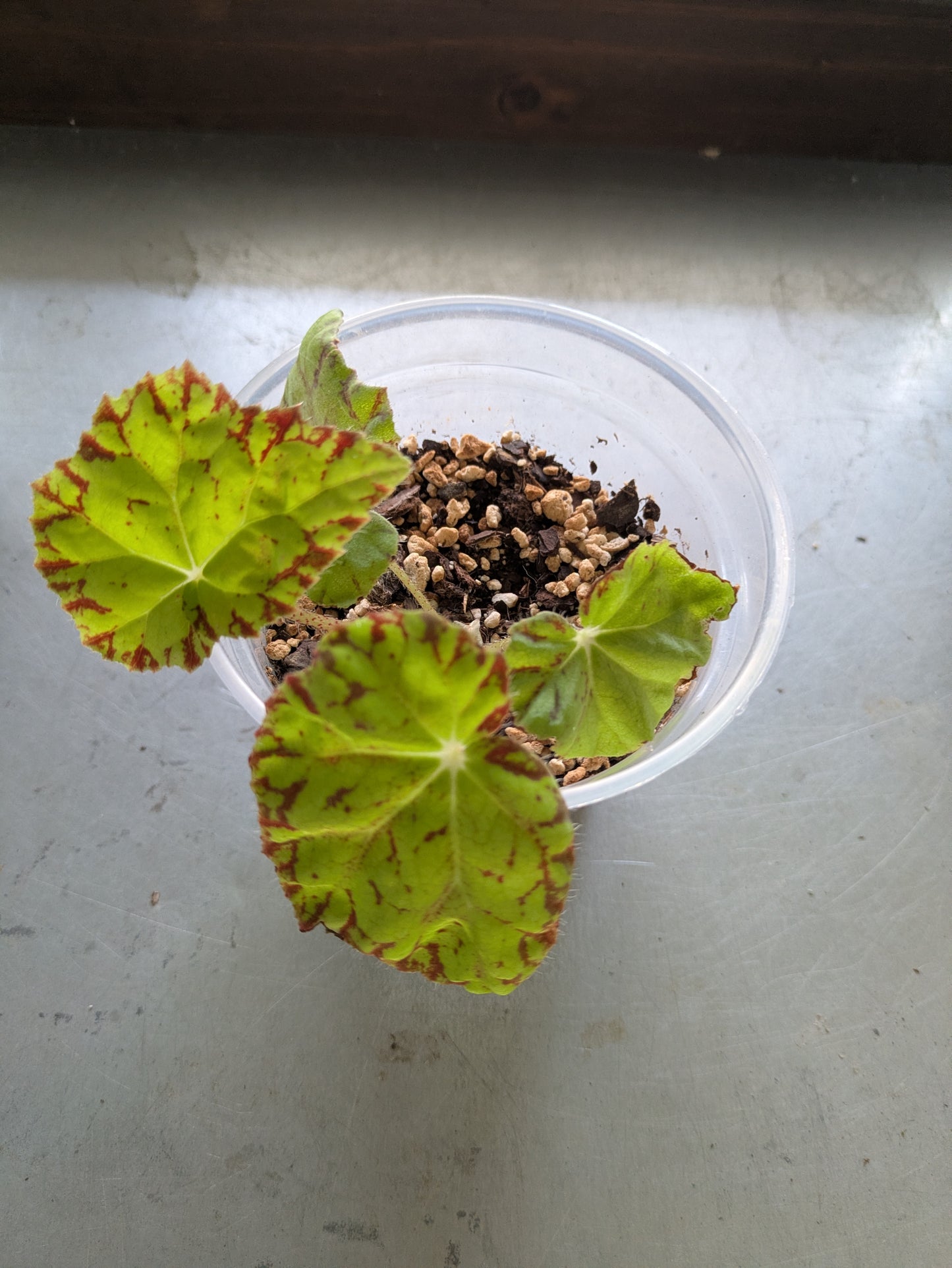 Begonia Swallowtail 4" Start