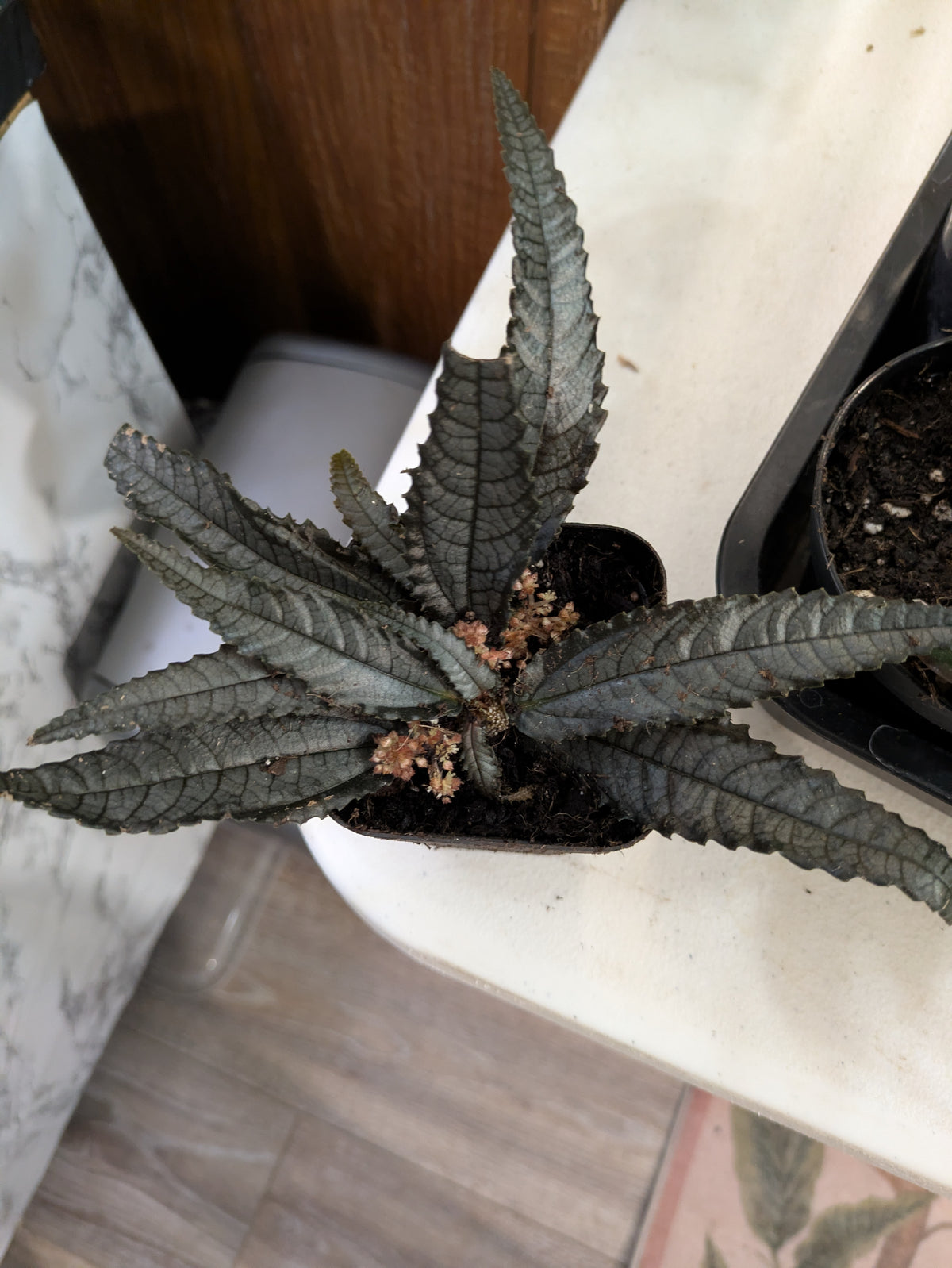 Pilea Hitchcockii 3 "