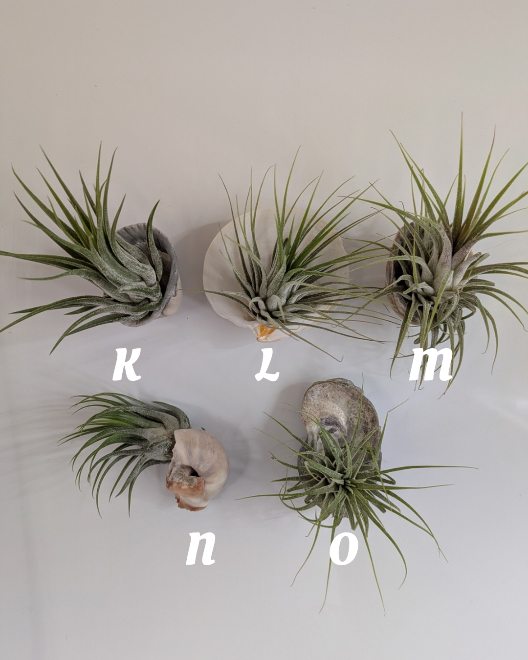 Medium Tillandsia Air Plant on Seashell Magnet