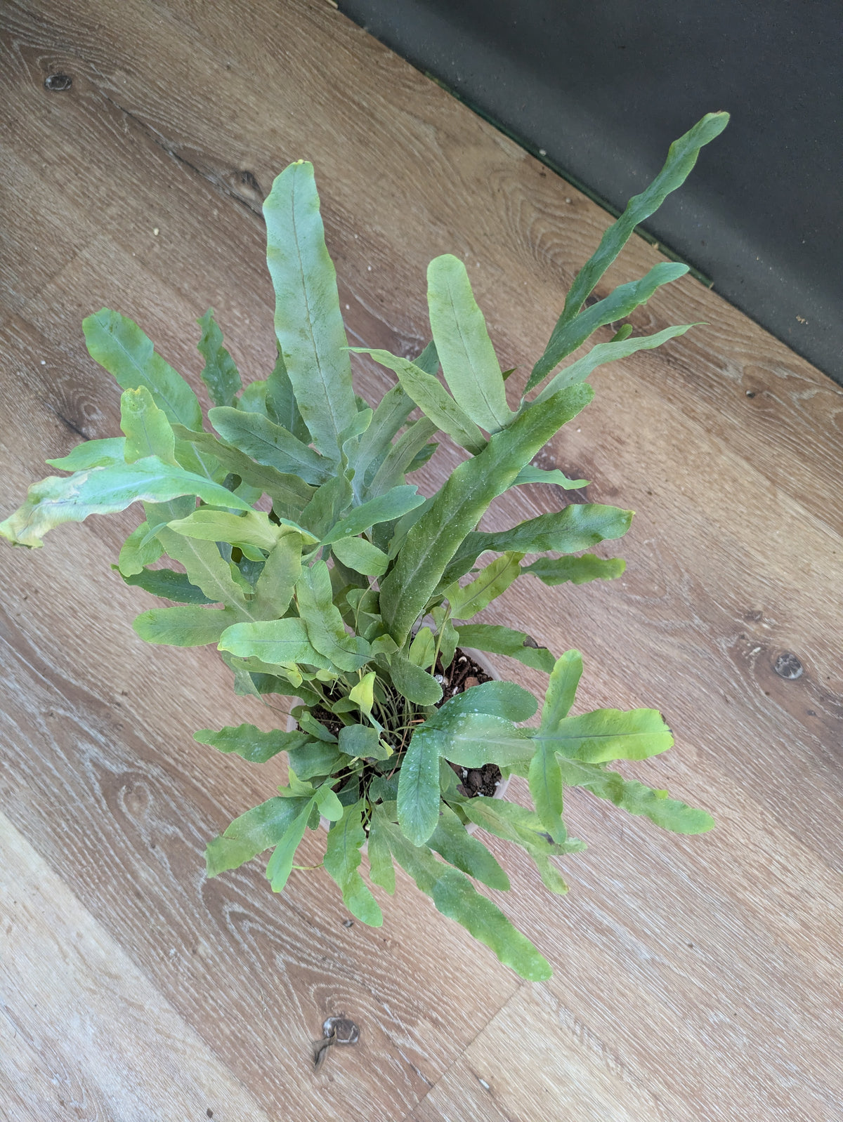 Blue Footed Star Fern Large 5"