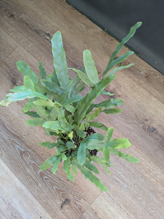 Blue Footed Star Fern Large 5"
