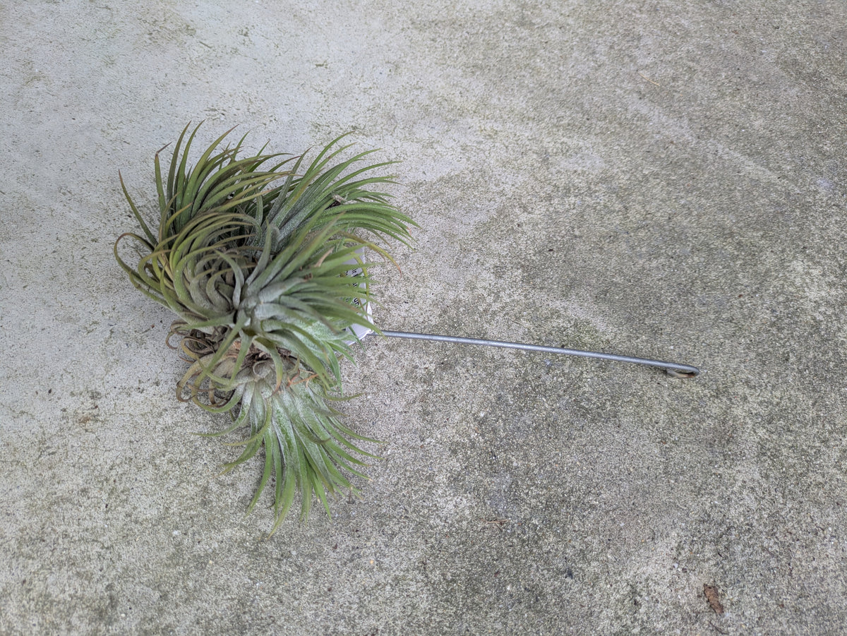 Air Plant Tillandsia Rubra Cluster 6"