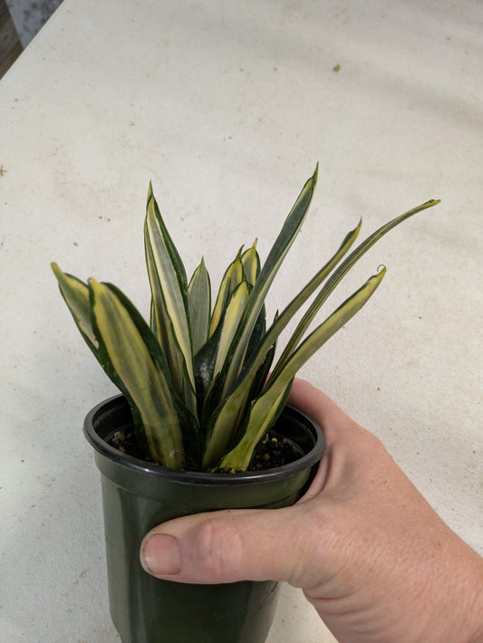 Sansevieria Bantel's Sensation 4"