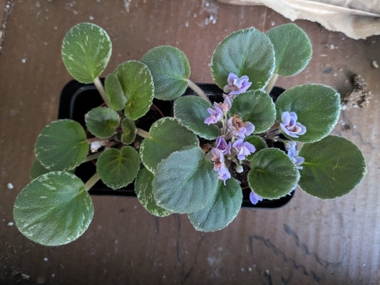 Mini African Violet Variegated 3" Precious Lavender