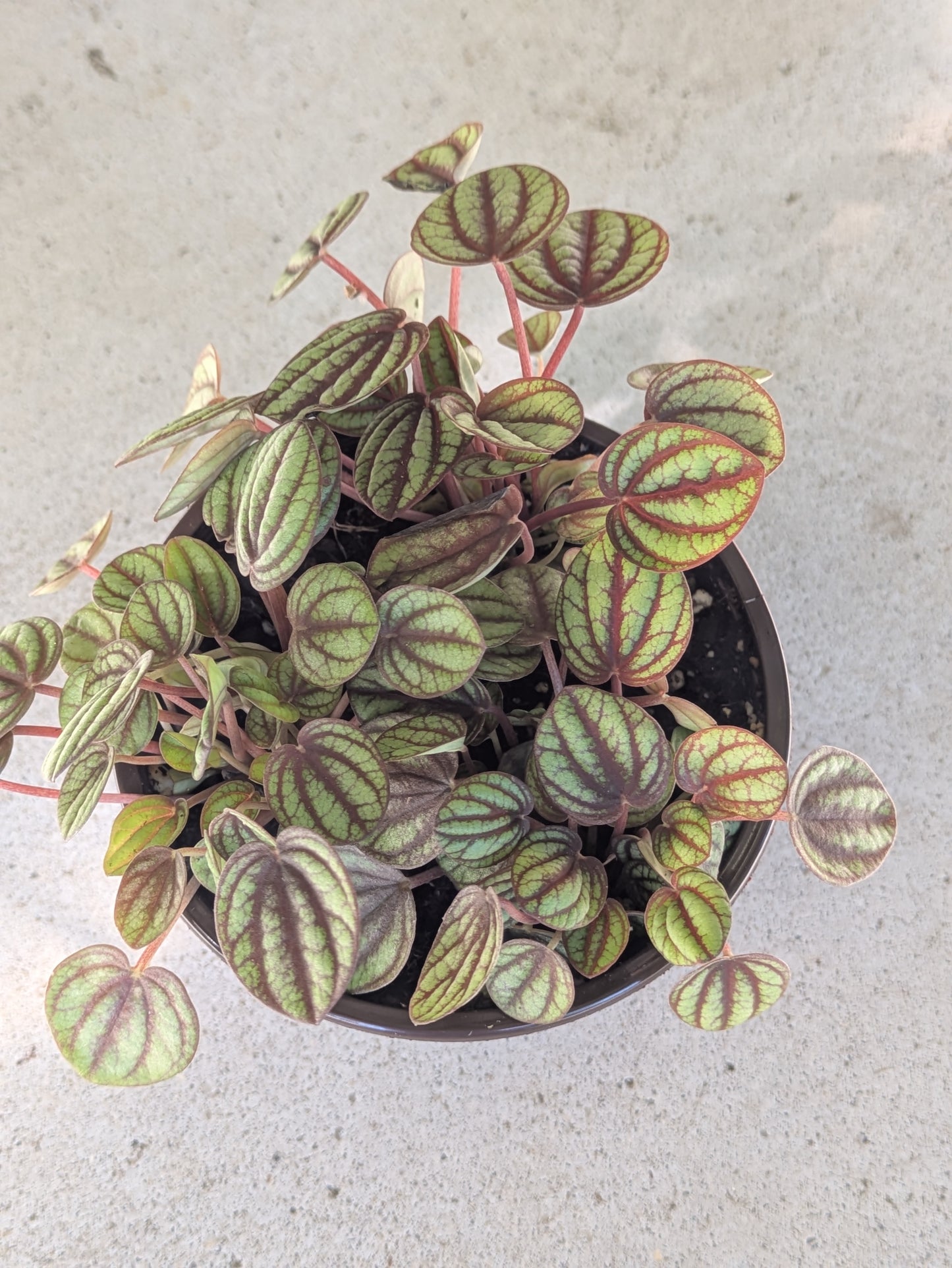 Peperomia Piccolo