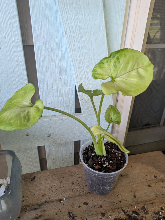 Syngonium Pink Allusion 4"